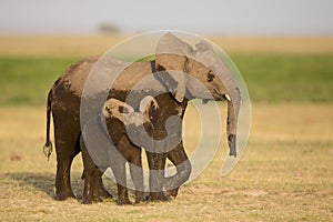 Two young elephants, Amboseli, Kenya