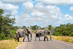 Two young elephants crossing the road in Kruger