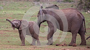 Two Young Elephants Friends