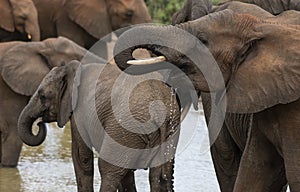 Two young elephants,Loxodonta africana, looking to left,