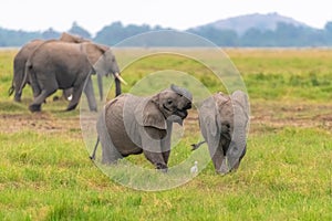 Two young elephants playing