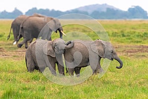 Two young elephants playing