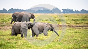 Two young elephants playing