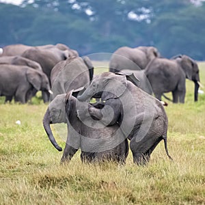 Two young elephants playing