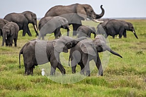 Two young elephants playing