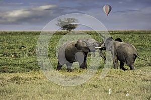 Two young elephants playing in the field