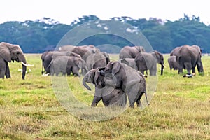 Two young elephants playing in the herd