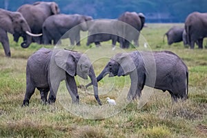 Two young elephants playing in the herd