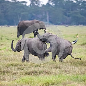 Two young elephants playing in the herd