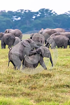 Two young elephants playing in the herd