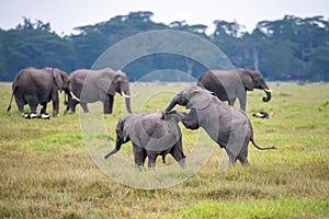 Two young elephants playing in the herd