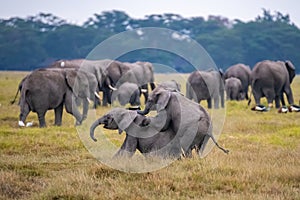 Two young elephants playing in the herd