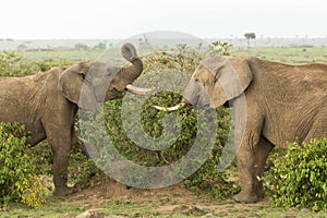 Two young elephants playing in Kenya