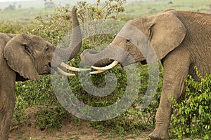 Two young elephants playing in Kenya