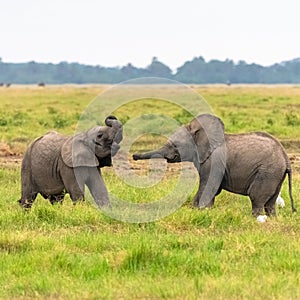 Two young elephants playing together