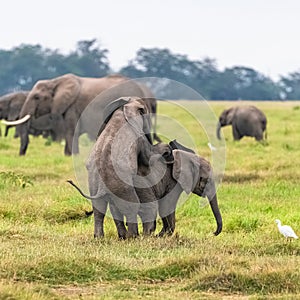 Two young elephants playing together