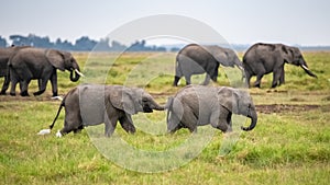 Two young elephants playing together