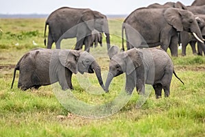 Two young elephants playing together