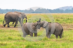 Two young elephants playing together