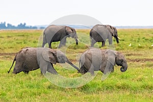 Two young elephants playing together