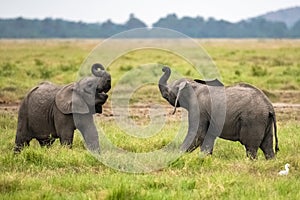 Two young elephants playing