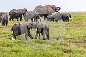 Two young elephants playing together in Africa