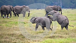 Two young elephants playing together