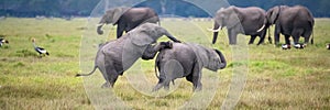 Two young elephants playing together in Africa