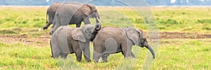 Two young elephants playing together