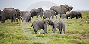 Two young elephants playing together