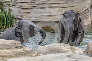 Two young elephants playing in water