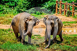 Two young elephants pour mud at the Pinnawala Elephant Orphanage. Sri Lanka