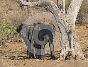 Two young elephants under a tree