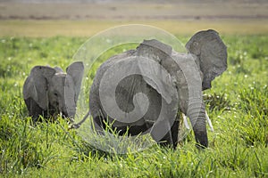 Two young elephants walking through tall green grass eating in Amboseli in Kenya