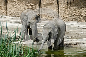 Two young elephants in the water.