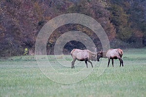 Two Young Elk Practice Sparring