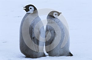 Two young Emperor Penguins standing back to back