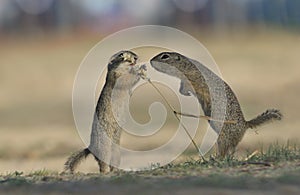 Two Young european ground squirrel standing on the ground and eating grain. (Spermophilus citellus)