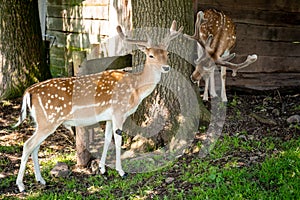 Two young fallow deer stand between a tree near the stall