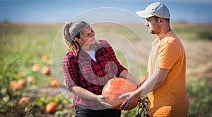 Two young farmers harvesting giant pumpkins at field - Thanksgiving and Halloween preparation