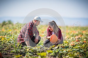 Two young farmers harvesting giant pumpkins at field - Thanksgiving and Halloween preparation