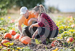 Two young farmers harvesting giant pumpkins at field - Thanksgiving and Halloween preparation