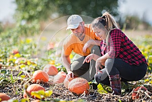 Two young farmers picking pumpkins for harvest at fields- Thanks