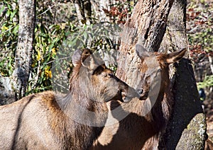 Two Young Female Cow Elks