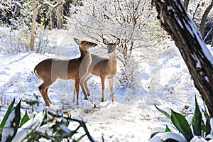 Two young female deer are together looking for food in the forest that is covered with snow.