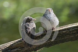 Two young fledgling house sparrows Passer domesticus, cute bab