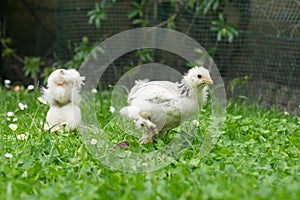 Two young fluffy Easter Baby Chickens walking on the grass in the garden