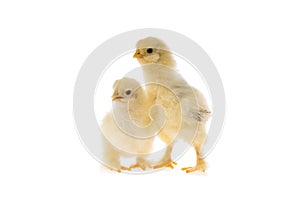 Two young fluffy yellow Easter Baby Chickens standing Against White Background