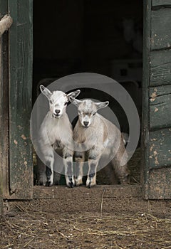 Two young four horned goats