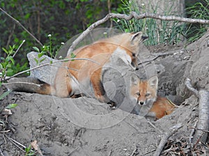 Two young fox kits emerging from their den